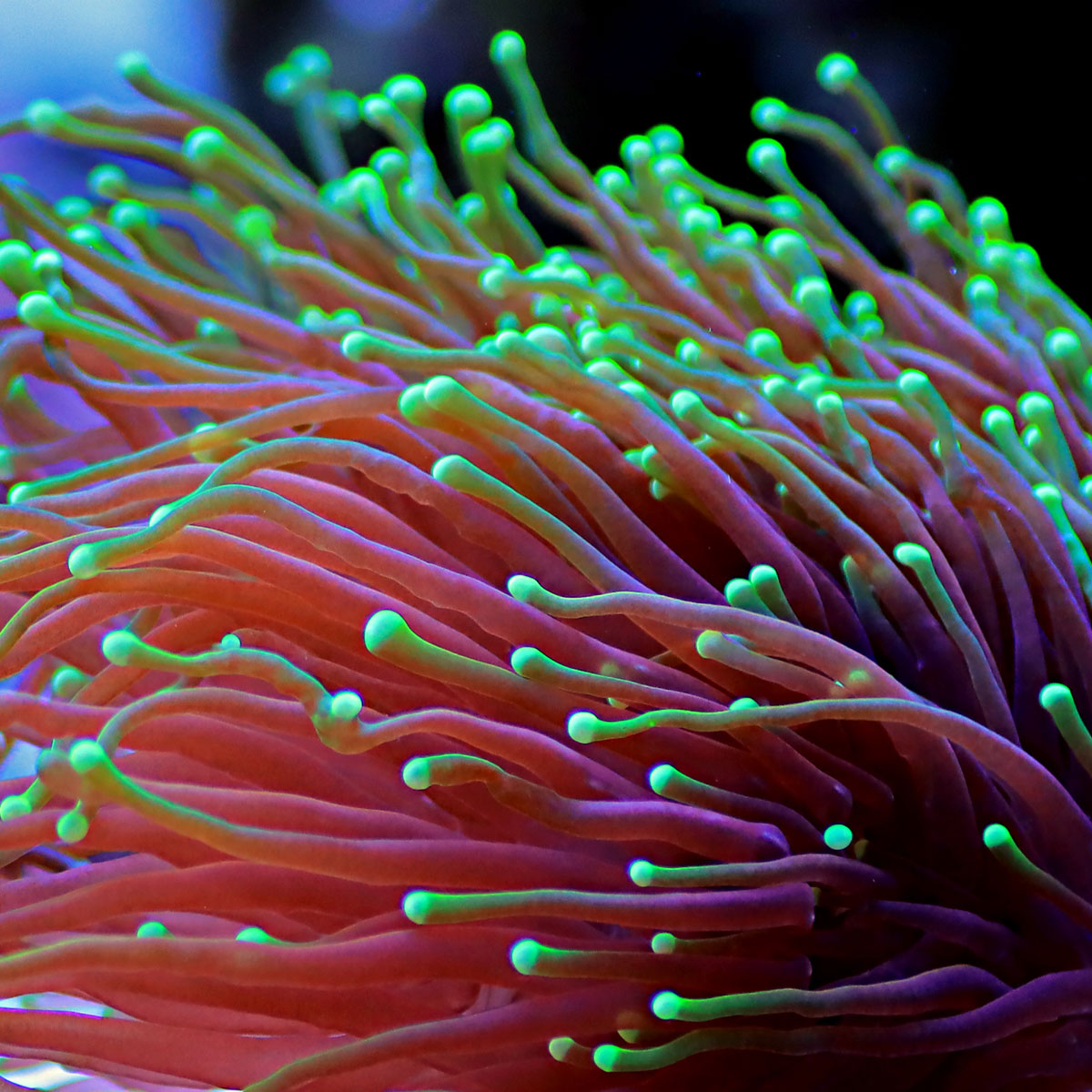 Reef Pro