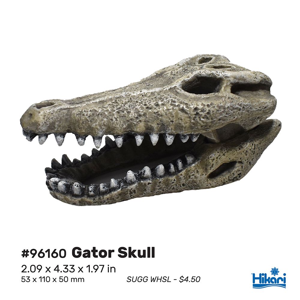 Hikari - AS Resin - Gator Skull - 1.97" (min. 6)