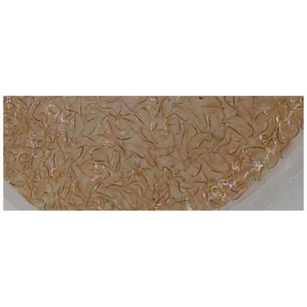 Fresh and salty Sea Critters Live Brine Shrimp Flat Pack