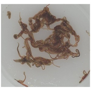 Live Black Worms 1/4 lb by GTA - Nutritious live food for freshwater fish; an irresistible treat for thriving aquatic pals!