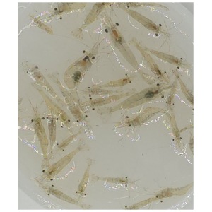 Live Ghost Shrimp - 125 Count | Fresh & Salty Feeder Delights for Your Aquarium Crews! Perfect live food for energetic fish.