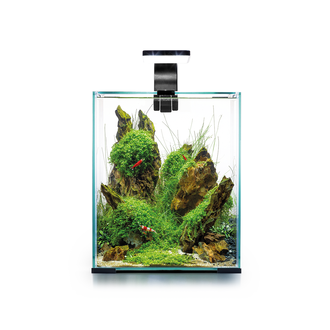 Shrimp Set 20