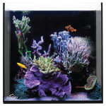IceCap Aquarium 20 Gallon All-In-One by CoralVue - Perfect for both fresh and salty aquatic adventures in a compact setup!