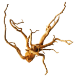 Ice Cap - Spider Wood Driftwood Small - 10" - 15" - Image 1
