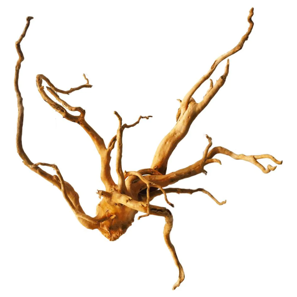 810127680081-spiderwood