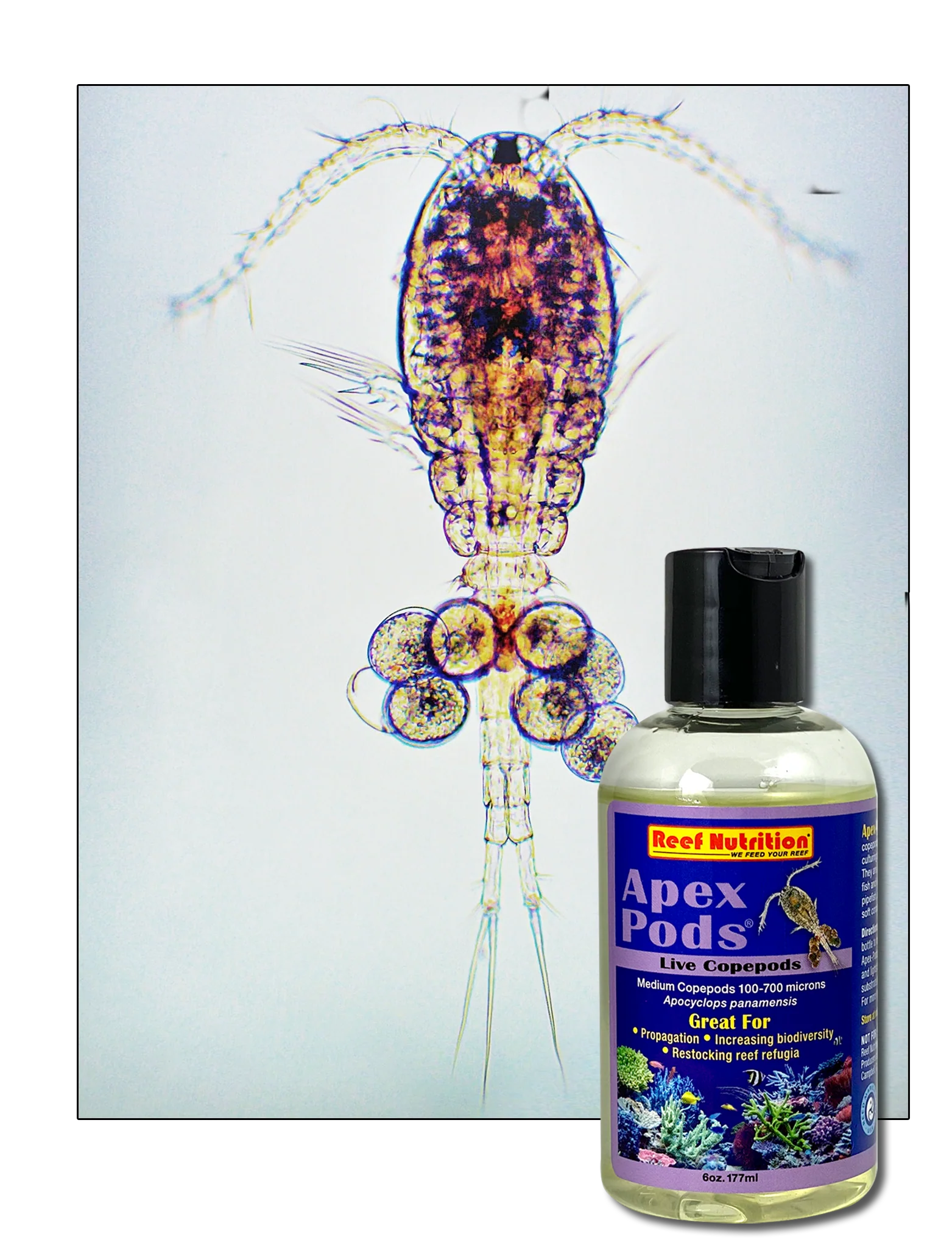 RN - Apex Pods Live (Apo Cyclops) - 6 oz. - DO NOT REFRIGERATE - POP CAP OPEN