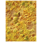 Phyto-Feast Concentrate - Image 2