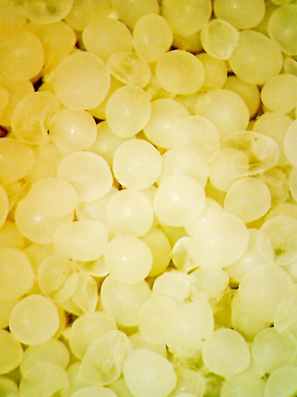 R.O.E.-Real Oceanic Eggs