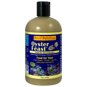 Oyster-Feast - Image 4