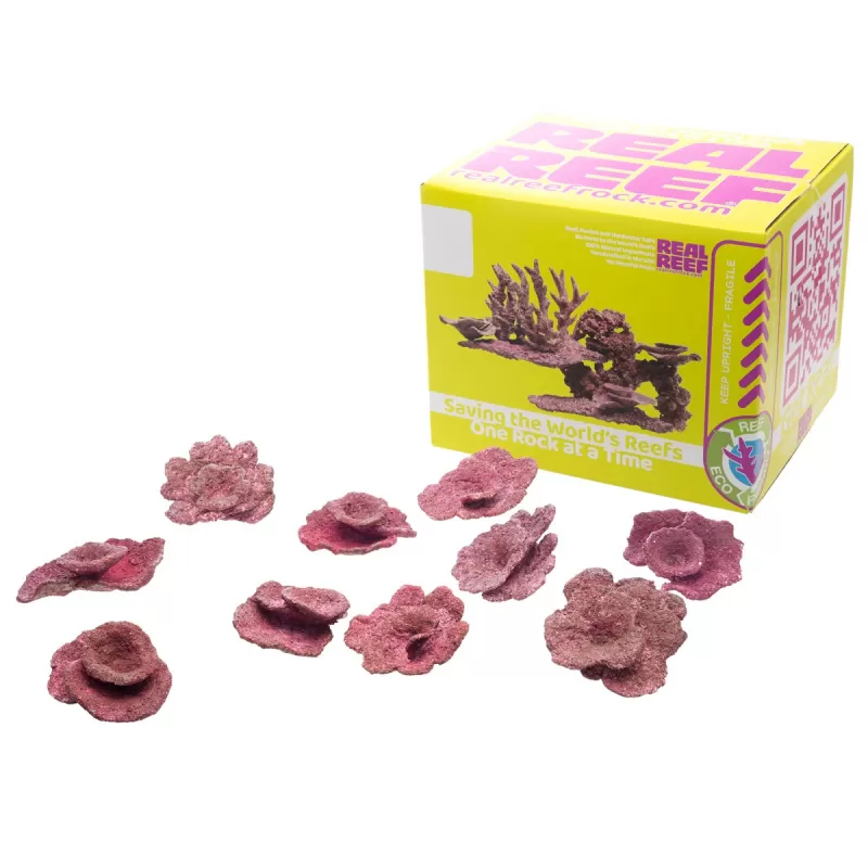Real Reef - Mini Plate Corals (4-6") - 10 pcs - Image 2