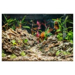 Pisces - Dragon Rock Pack - 11 lb - Image 4