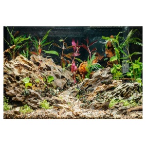 Pisces - Dragon Rock Pack - 11 lb - Image 4