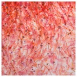 FD Brine Shrimp - 0.40 oz - Image 2