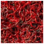 Pisces - FD Bloodworms - 0.70 oz - Image 2