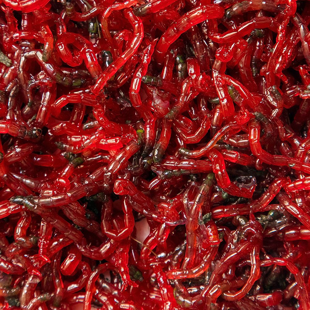 Pisces - FD Bloodworms - 0.70 oz - Image 2