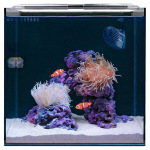 HelloReef Clownfish and Anemone Saltwater Aquarium Starter Kit, 15-gal - Image 2