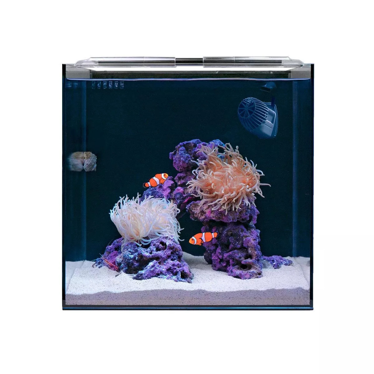 HelloReef Clownfish and Anemone Saltwater Aquarium Starter Kit, 15-gal - Image 2
