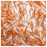 Pisces - FD Krill - 0.63 oz - Image 2