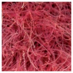 Pisces - FD Tubifex - 0.42 oz - Image 2