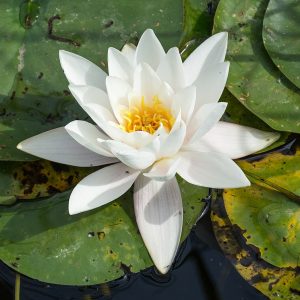 Nymphaea alba