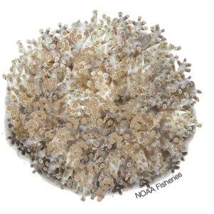 Euphyllia paradivisa