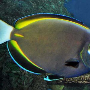 Acanthurus nigricans