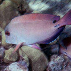 Acanthurus nigrofuscus