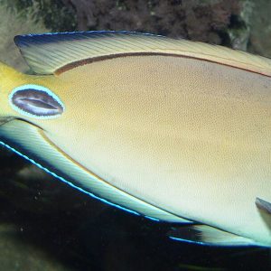 Acanthurus tennentii