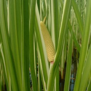 Acorus calamus