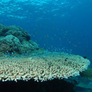 Acropora
