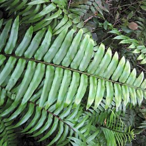 Acrostichum danaeifolium