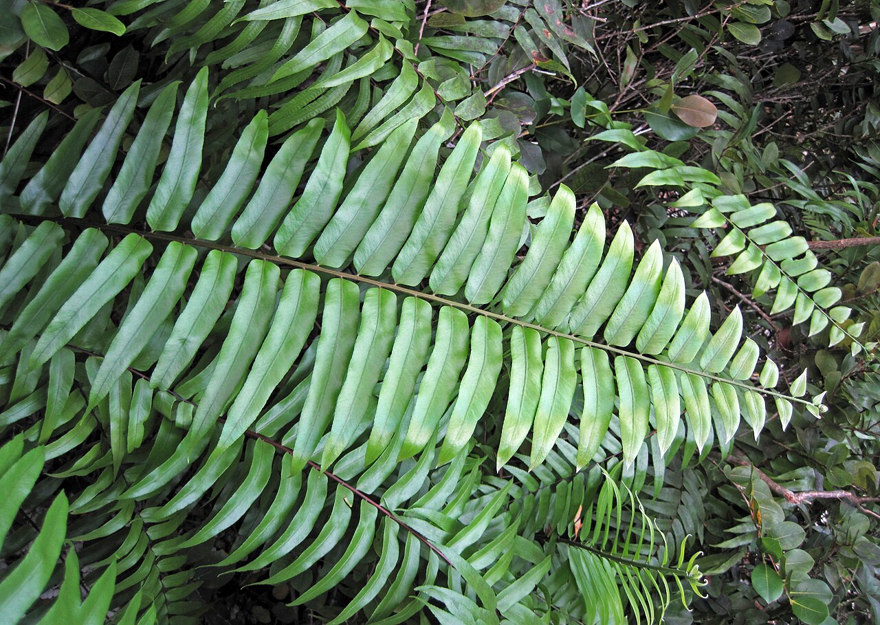 Acrostichum danaeifolium