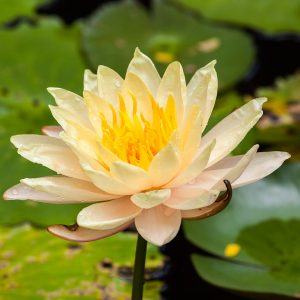 Nymphaea yellow flower