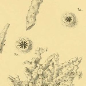 Anacropora