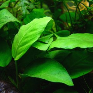 Anubias barteri