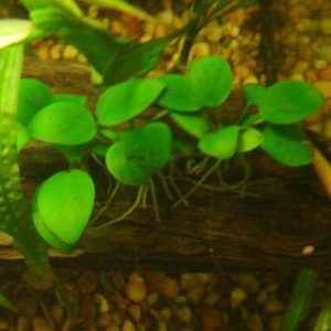 Anubias