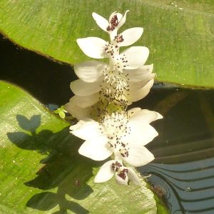 Aponogeton