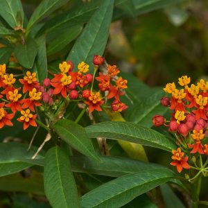 Mexican Butterfly Weed