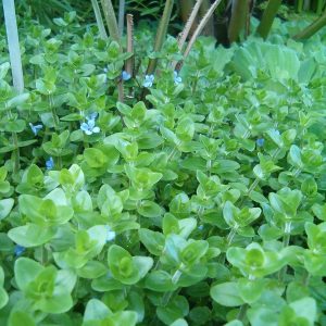 Bacopa caroliniana
