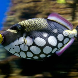 Balistoides conspicillum