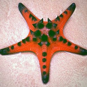 Protoreaster nodosus