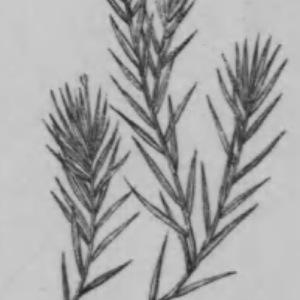 Blyxa japonica