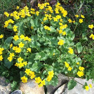 Marsh Marigold