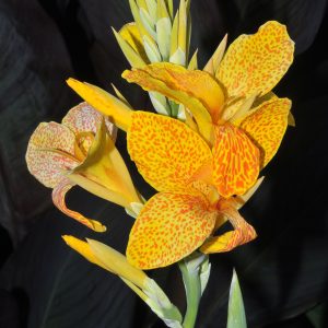 Canna (plant)