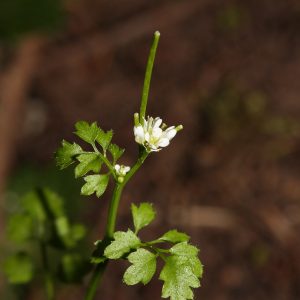 Cardamine