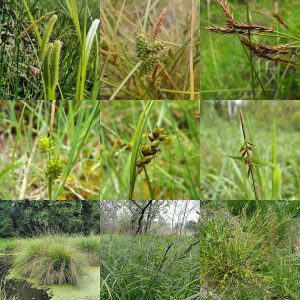 Carex