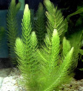 Ceratophyllum demersum