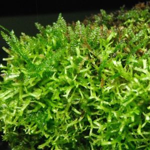 Vesicularia montagnei