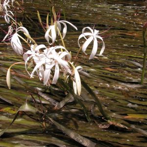 Crinum thaianum