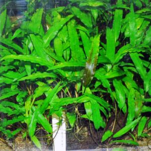 Cryptocoryne wendtii